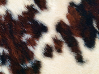 Image showing Fur background