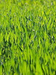 Image showing Fresh young wheat