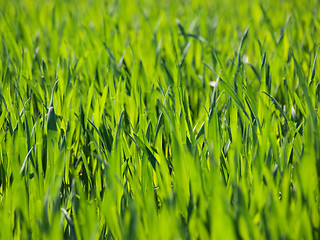 Image showing Fresh young wheat