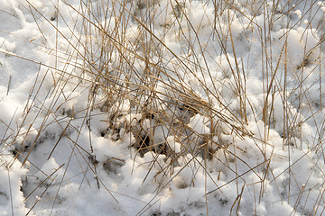 Image showing Snow-covered grass