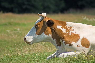 Image showing White-brown cow