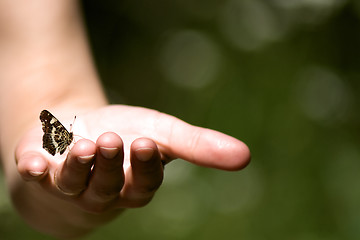 Image showing Butterfly in a hand