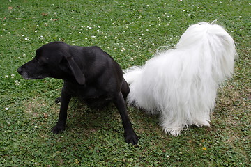 Image showing  Coton de Tulear