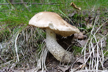 Image showing Mushroom