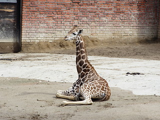 Image showing Giraffe