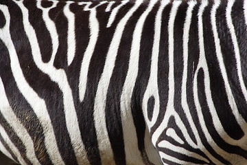 Image showing a zebra texture Black and White