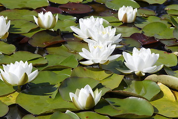 Image showing Water lilly