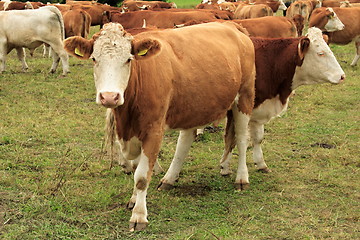 Image showing cow