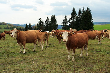 Image showing cow