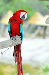 Image showing Green Wings Macaw