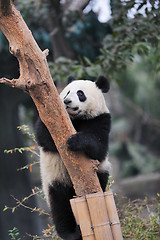 Image showing panda climbing tree