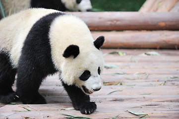 Image showing walk panda