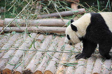 Image showing walk panda