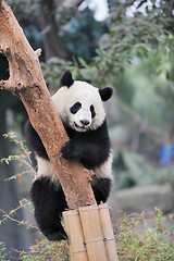 Image showing panda climbing tree