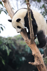 Image showing panda climbing tree