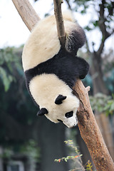 Image showing panda climbing tree