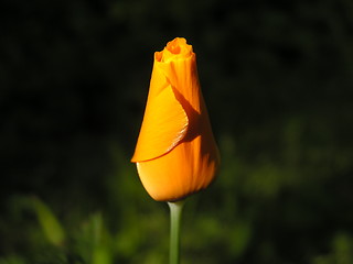 Image showing Yellow flower