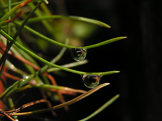 Image showing Droplet on Fir