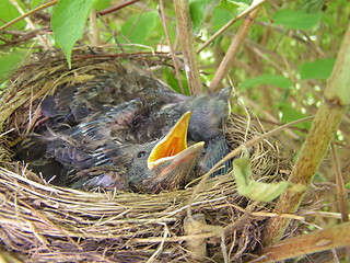 Image showing Blackbirds