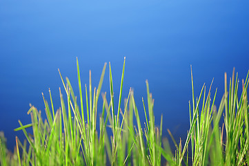 Image showing Morning dew drops