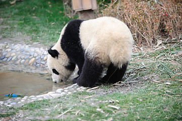 Image showing drink panda