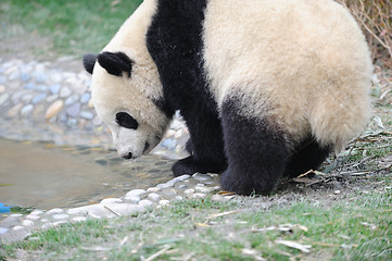 Image showing drink panda