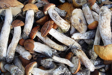 Image showing  mushroom