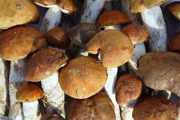 Image showing  mushroom