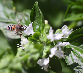 Image showing Dwarf honeybee in flight