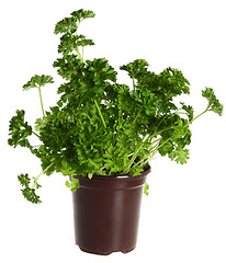 Image showing Pot of fresh parsley