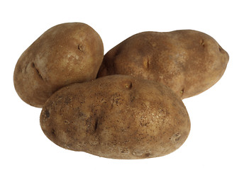 Image showing Russet potatoes over white