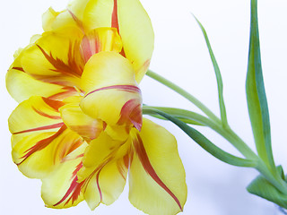 Image showing Opened tulip