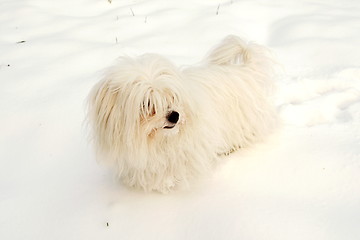 Image showing  Coton de Tulear