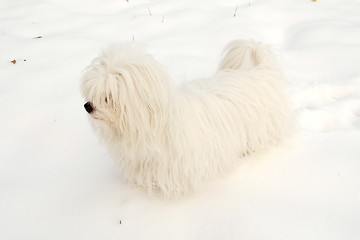 Image showing  Coton de Tulear