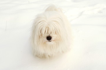 Image showing  Coton de Tulear