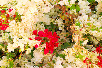 Image showing flower tree