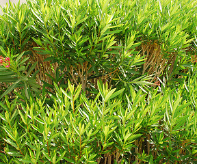 Image showing shrub