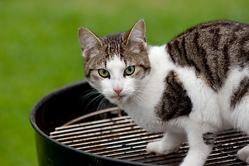 Image showing Hungry cat