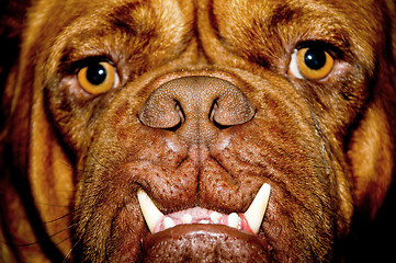 Image showing Dog face