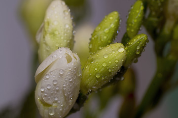 Image showing lovely freesia