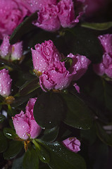Image showing spring pink flowers