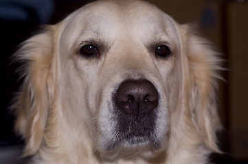 Image showing serious looking golden retriever