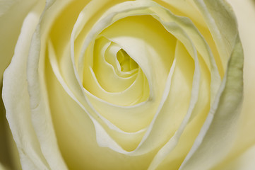 Image showing white rose 2