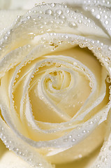 Image showing white rose 3