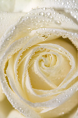 Image showing white rose 4