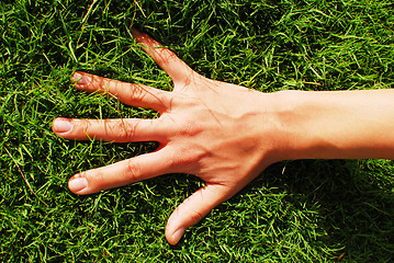 Image showing hand on grass