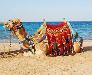 Image showing camel