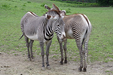 Image showing Two zebras standing side-by-side