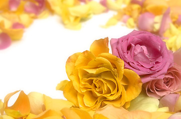 Image showing Rose petals