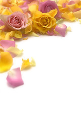 Image showing Rose petals